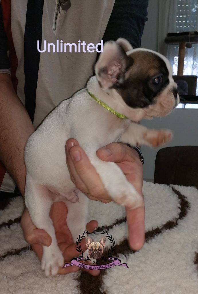 Héritier De La Sphère D'Idunn - Chiots disponibles - Bouledogue français